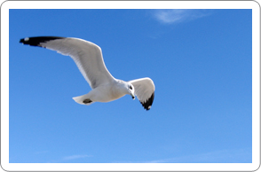 Möwe